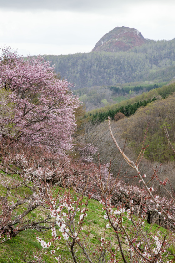 春霞の中の昭和新山