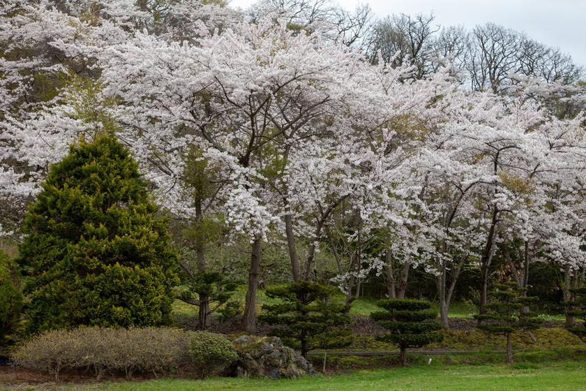 伊達温泉の桜林