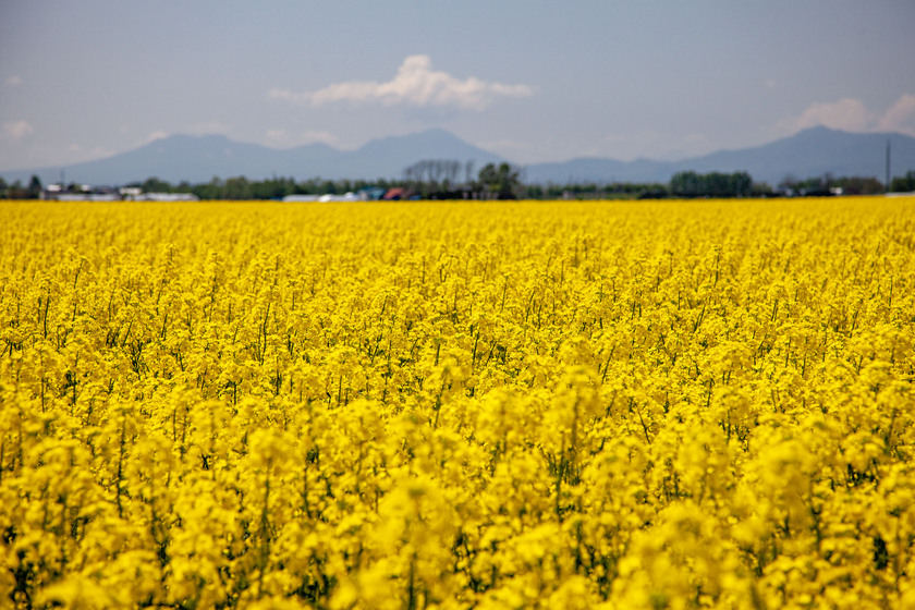 北海道の菜の花畑