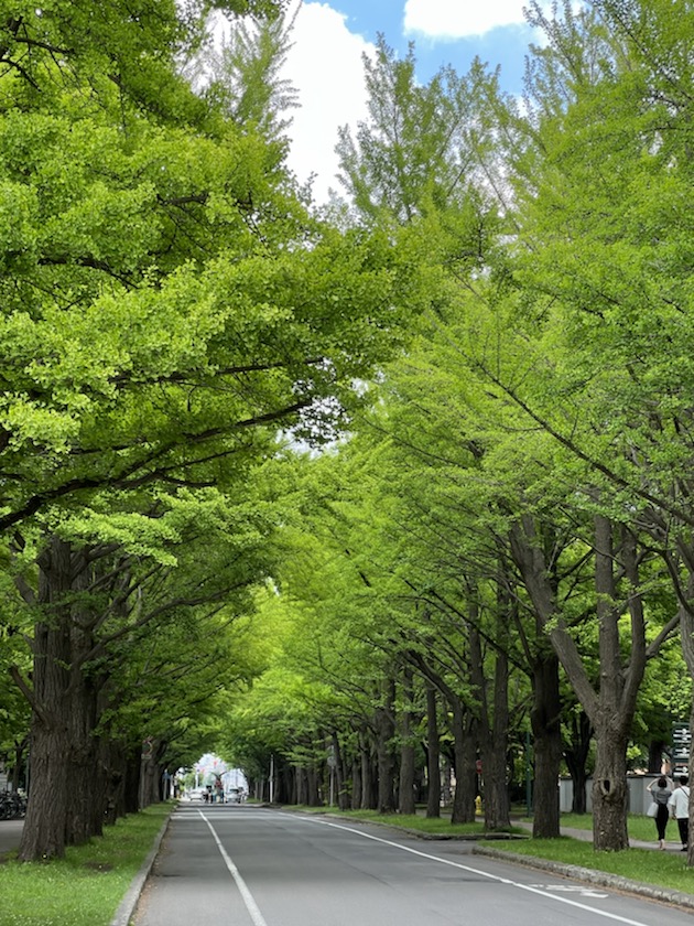 北海道大学のいちょう並木