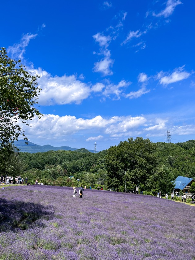 幌見峠ラベンダー園