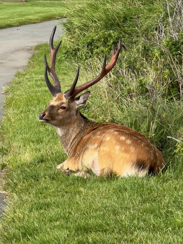 稚内ノシャップ公園のエゾシカ