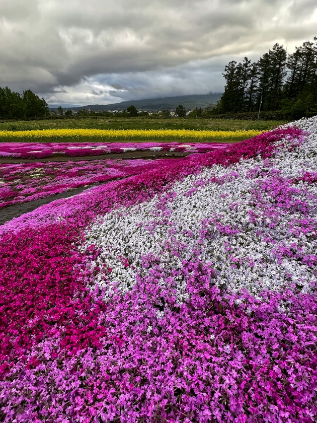 三島さんの芝桜庭園