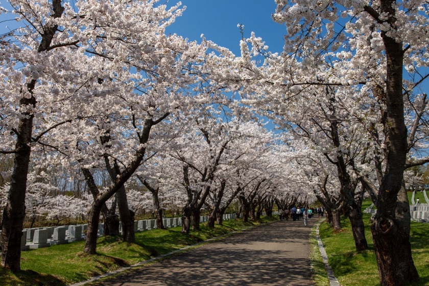 戸田記念墓地公園の桜